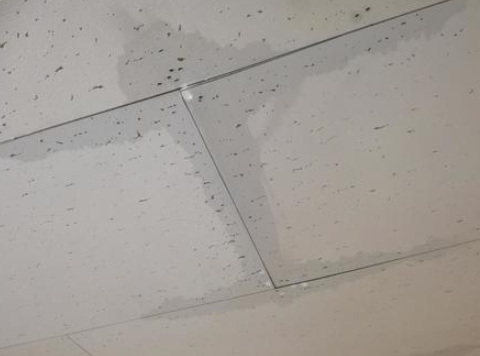 雨漏り　天井