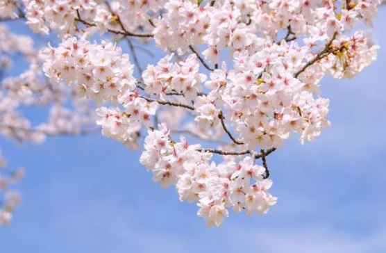 さくら 春 画像