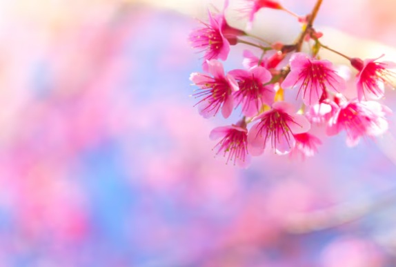さくら 春 画像