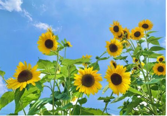 夏 イメージ画像